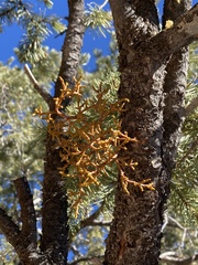 Arceuthobium divaricatum