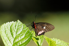 Parides