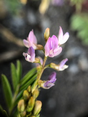 Astragalus vexilliflexus