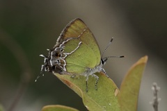 Callophrys xami