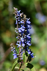 Salvia connivens