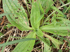 Plantago australis