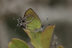 Callophrys xami