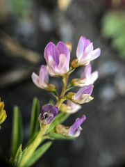 Astragalus vexilliflexus