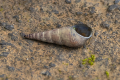 Melanoides tuberculata