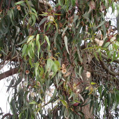 Eucalyptus globulus
