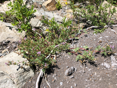 Astragalus vexilliflexus