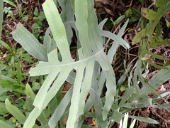 Phlebodium pseudoaureum