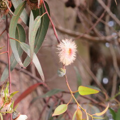 Eucalyptus globulus