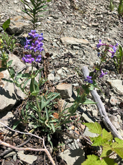 Penstemon nitidus