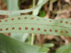 Phlebodium pseudoaureum