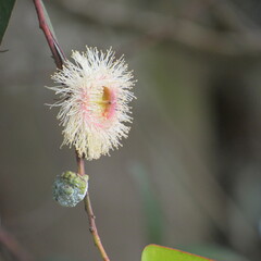 Eucalyptus globulus