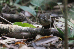 Myiothlypis fulvicauda