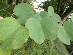 Bauhinia divaricata