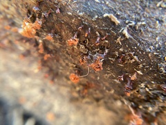 Metatrichia vesparium