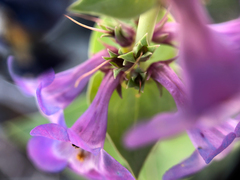 Penstemon nitidus