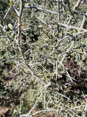 Sarcomphalus obtusifolius