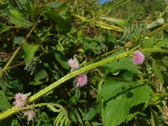 Mimosa diplotricha