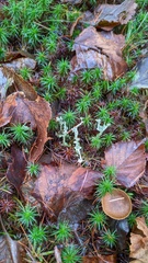 Cladonia verticillata