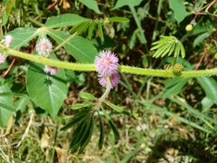 Mimosa diplotricha