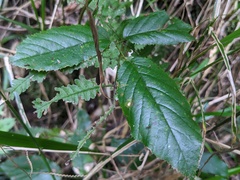 Rubus nebulosus