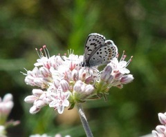 Euphilotes bernardino