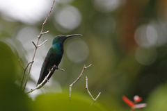 Anthracothorax prevostii