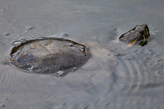 Trachemys venusta venusta