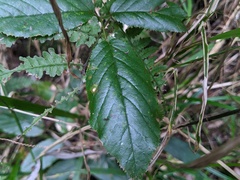 Rubus nebulosus