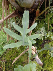 Phlebodium pseudoaureum