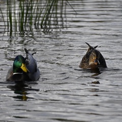 Anas platyrhynchos platyrhynchos