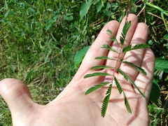 Mimosa diplotricha