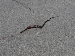 Masticophis lateralis