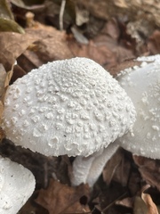 Leucocoprinus cretaceus image