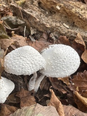 Leucocoprinus cretaceus image