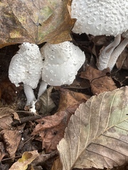 Leucocoprinus cretaceus image