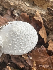 Leucocoprinus cretaceus image