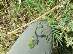 Mimosa diplotricha
