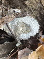 Leucocoprinus cretaceus image