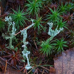 Cladonia verticillata