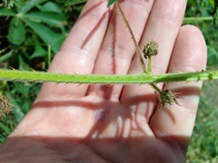 Mimosa diplotricha