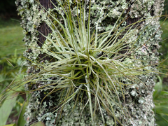 Tillandsia schiedeana