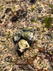 Stramonita biserialis