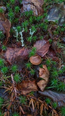 Cladonia verticillata