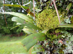 Pleopeltis macrocarpa