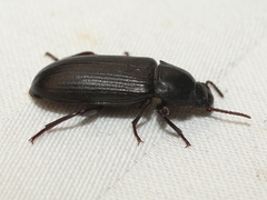 Neatus tenebrioides