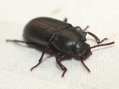 Neatus tenebrioides
