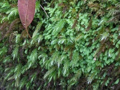 Pyrrhobryum paramattense