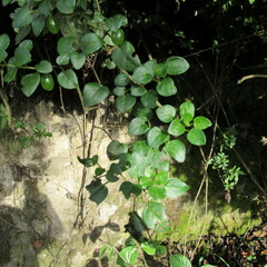 Salpichroa tristis