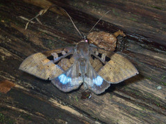 Ischyja marapok